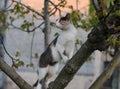 Street cat sits on a tree. The yard cat walks. Abandoned pet.