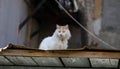 A street cat is sitting on the roof. Yard cat walks on the street. Abandoned pet. Purebred cat