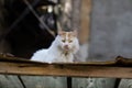 A street cat is sitting on the roof. Yard cat walks on the street. Abandoned pet. Purebred cat