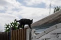 A street cat is sitting on the roof. Yard cat walks on the street. Thoroughbred cat. Royalty Free Stock Photo