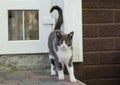 A street cat is sitting on the sidewalk. The yard cat walks. Abandoned pet.