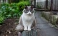 Street cat is sitting on the street. A stray domestic cat walks along the street. Abandoned pet. Purebred cat