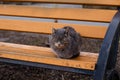 The street cat is sleeping on the bench. Yard spotted cat. Royalty Free Stock Photo