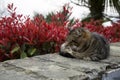Street cat is sleeping on the embankment stone on a Sunny day