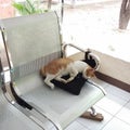 A street cat sleeping in my bag Royalty Free Stock Photo