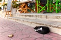 Street cat sleeping on the pavement Royalty Free Stock Photo