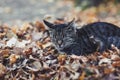 Street cat sleeping Royalty Free Stock Photo