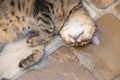 Street cat sleeping on tiled f;oor Royalty Free Stock Photo