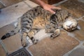 Street cat sleeping on tiled f;oor Royalty Free Stock Photo