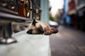 Street cat sleeping on a wall in the street Royalty Free Stock Photo