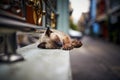 Street cat sleeping on a wall in Bangkok Royalty Free Stock Photo