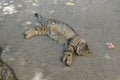 The street cat is sleeping. Yard cat. The street cat is basking in the sun. Abandoned pet. Stray cat. Royalty Free Stock Photo