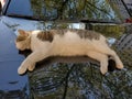 Street cat sleeps atop black car bonnet with blurry reflections of tree foliage Royalty Free Stock Photo