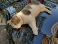 Street cat sleeps atop black car bonnet with blurry reflections of tree foliage Royalty Free Stock Photo