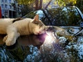 Street cat sleeps atop glossy car bonnet with blurry reflections of fall tree foliage Royalty Free Stock Photo