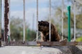 Street cat sleeps on a branch sits on a tree. The cat is sitting on the fence. Sleeping cat.