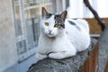 Street Cat Waiting food from people Royalty Free Stock Photo