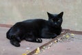 A street cat is walking. Black cat. Pet. Abandoned pet. Thoroughbred cat.