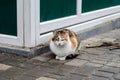 The street cat is walking. March cat. A wandering pet. Royalty Free Stock Photo