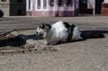 The street cat is walking. March cat. A wandering pet. Royalty Free Stock Photo