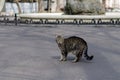 The street cat is walking. March cat. A wandering pet. Royalty Free Stock Photo