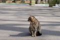 The street cat is walking. March cat. A wandering pet. Royalty Free Stock Photo