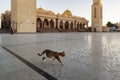 A street cat walking near a Mosque