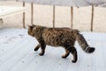 The street cat is walking. The yard cat is eating. Fluffy pet. Spotted street cat sits on a bench by the sea. Yard stray cat. Royalty Free Stock Photo