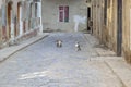 Street cats in old city Baku Royalty Free Stock Photo