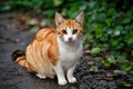 Street cats charm shines in beautiful outdoor portrait capture