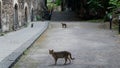 Street cats in the courtyard of the Italian monastery. Sicily, Catania