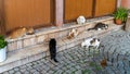 Street cats in Didim, Turkey