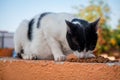 Street cats eating on the street Royalty Free Stock Photo