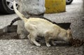 Street cats eating Royalty Free Stock Photo