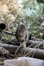 Street cats eating Royalty Free Stock Photo