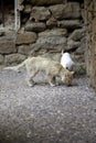 Street cats eating Royalty Free Stock Photo