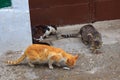 Street cats eating fresh fish in the old quarter of the Medina Royalty Free Stock Photo
