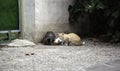 Street cats eating