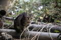 Street cats eating Royalty Free Stock Photo