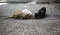 Street cats eating