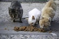 Street cats eating