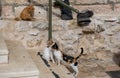 Street cats at Ein Karem. Jerusalem Royalty Free Stock Photo