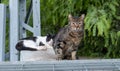 Street cats at Ein Karem. Jerusalem Royalty Free Stock Photo