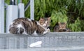 Street cats at Ein Karem. Jerusalem Royalty Free Stock Photo