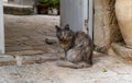 Street cats at Ein Karem. Jerusalem Royalty Free Stock Photo
