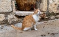 Street cats at Ein Karem. Jerusalem Royalty Free Stock Photo