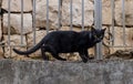 Street cats at Ein Karem. Jerusalem Royalty Free Stock Photo