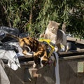 Street Cats Fight over Food in a Garbage Dumpster