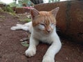 Street cats are relaxing in the afternoon on the outskirts of Jakarta Royalty Free Stock Photo