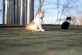 Cat roof spring red black blue sky Royalty Free Stock Photo